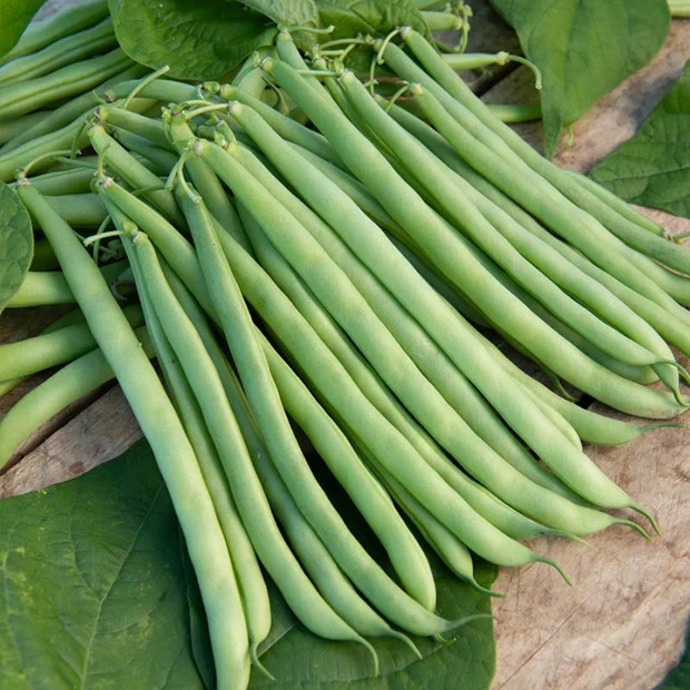 Collection de 7 sachets de graines pour potager