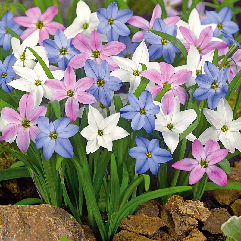 30 Etoiles de printemps en mélange