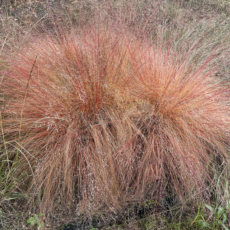 Sporobole à glumes inégales