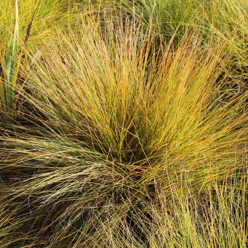 Sporobole à glumes inégales