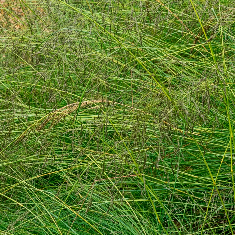 Sporobole à glumes inégales