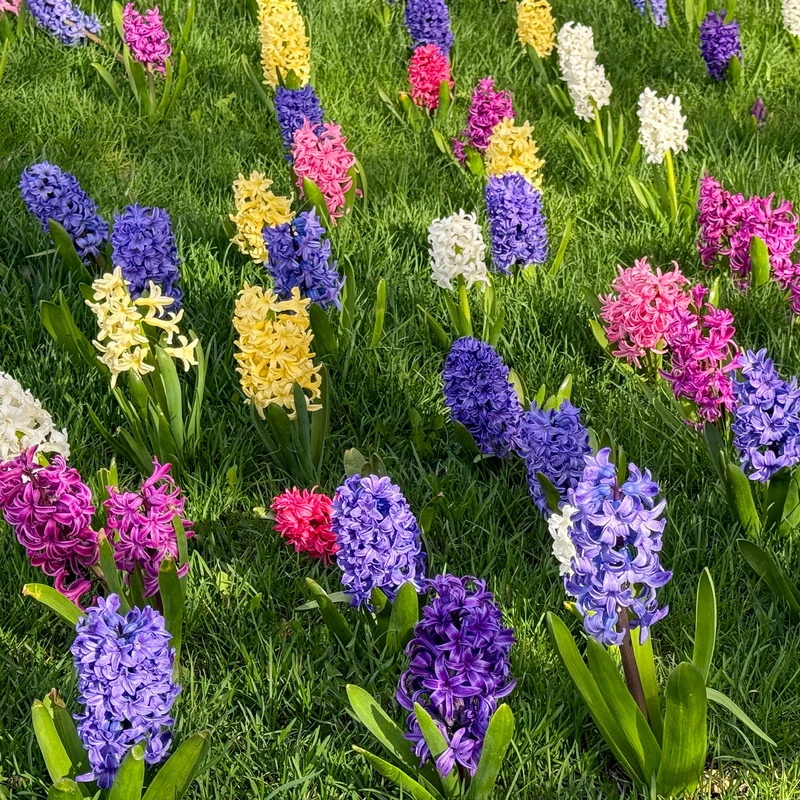 Jacinthes en mélange