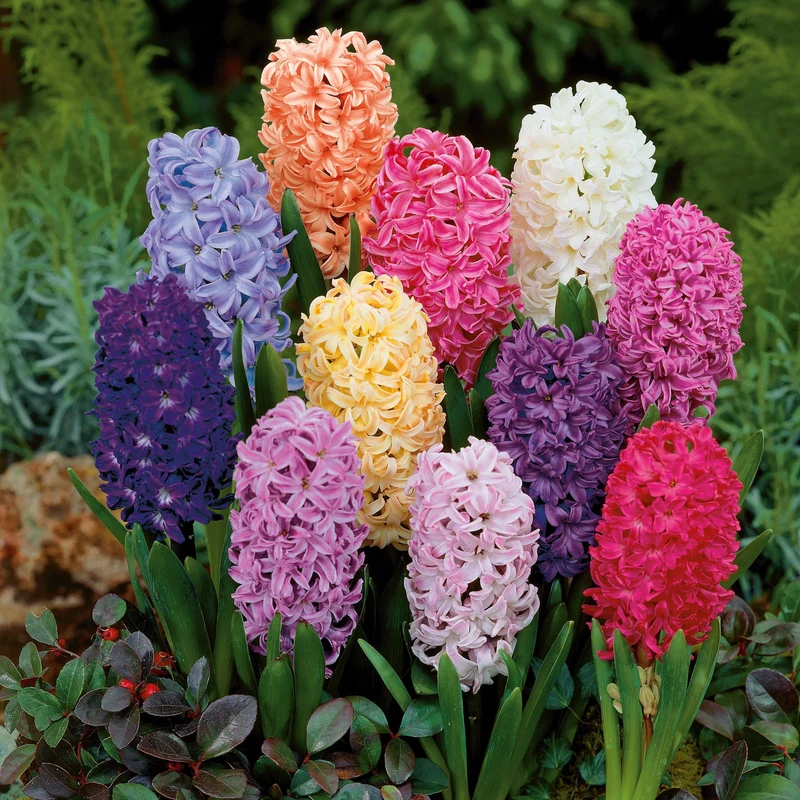 Jacinthes en mélange