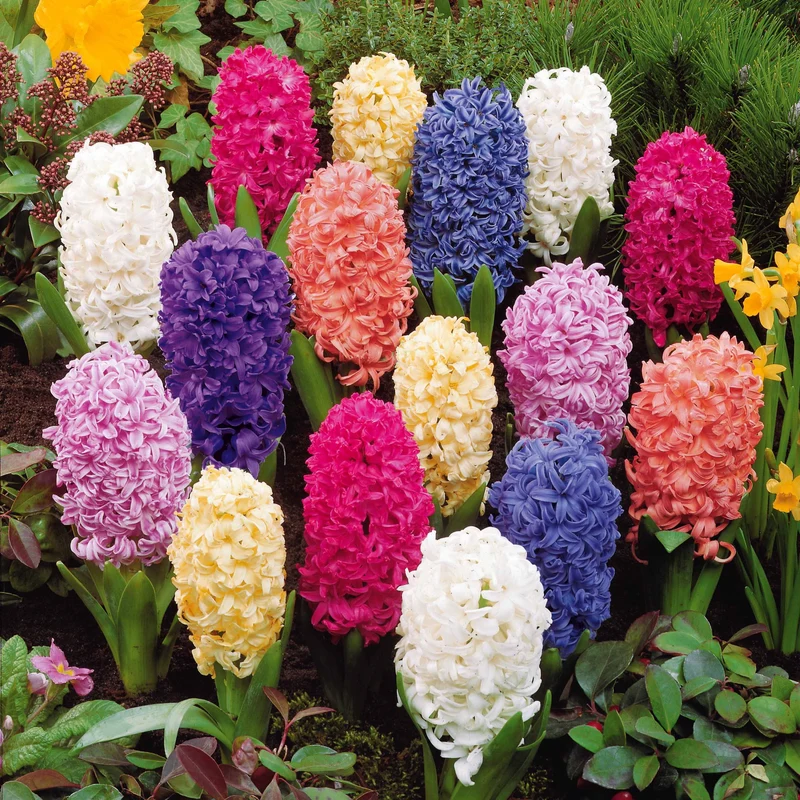Jacinthes en mélange