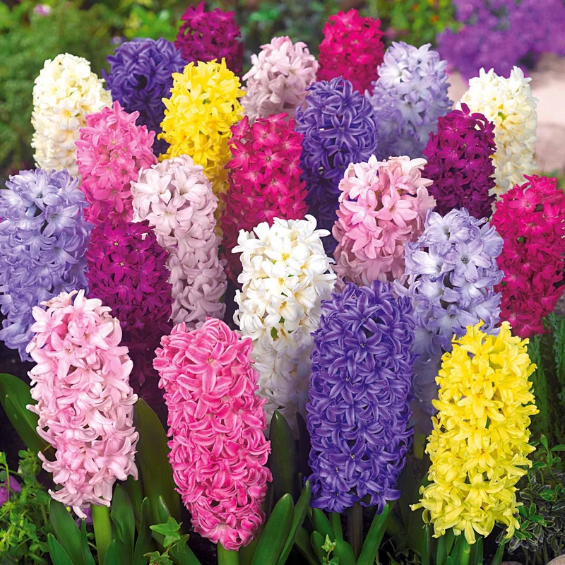 Jacinthes en mélange