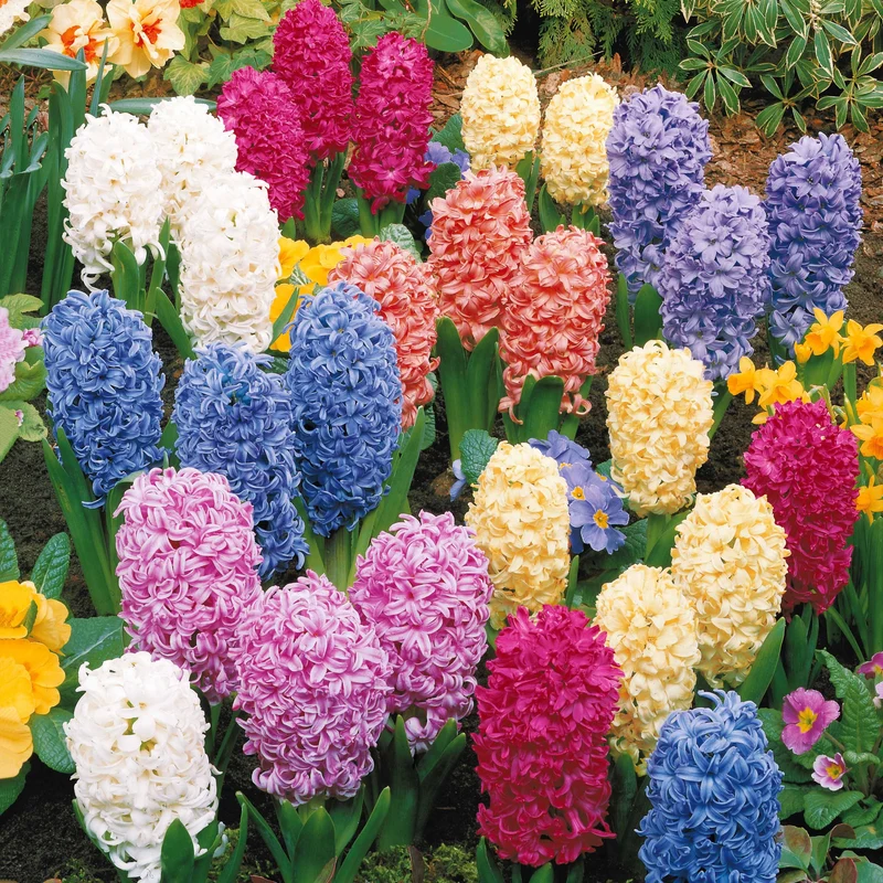 Jacinthes en mélange