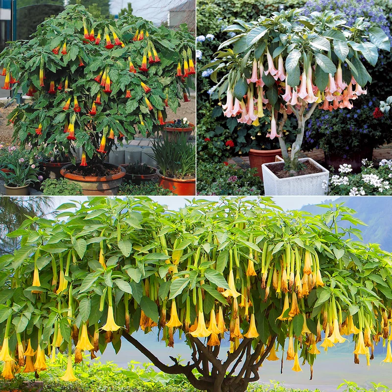 Collection de 3 Brugmansias : rouge et or, jaune, rose