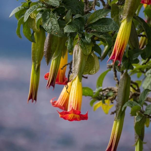 Collection de 3 Brugmansias : rouge et or, jaune, rose