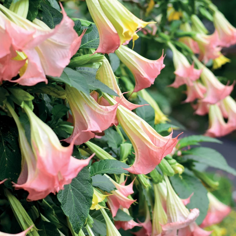 Collection de 3 Brugmansias : rouge et or, jaune, rose
