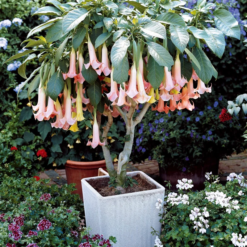 Collection de 3 Brugmansias : rouge et or, jaune, rose