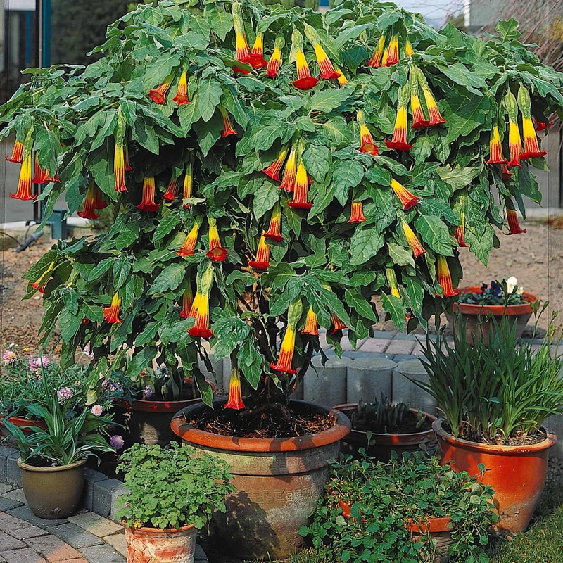 Collection de 3 Brugmansias : rouge et or, jaune, rose
