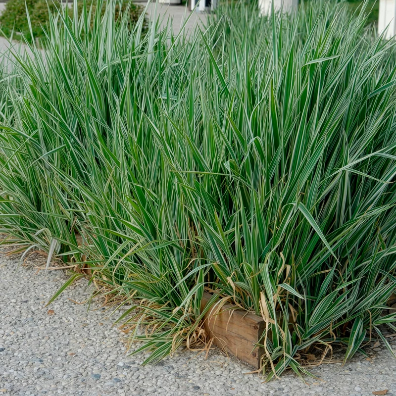Phalaris - Baldingère faux-roseau