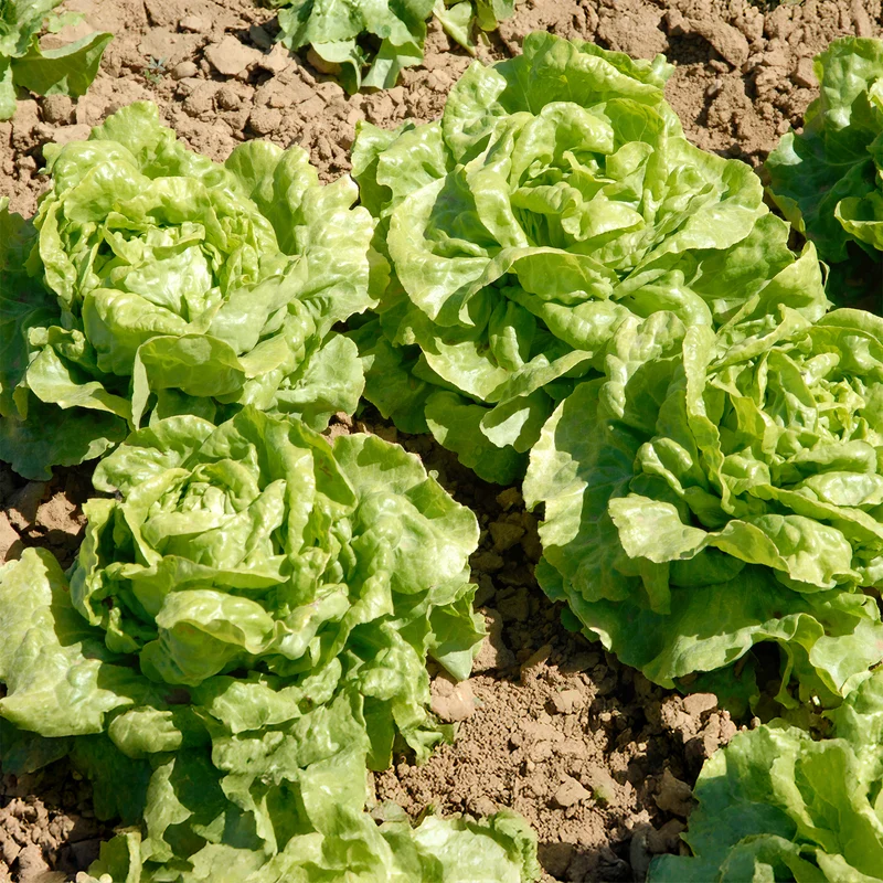 6 Plants de Laitue pommée Novappia