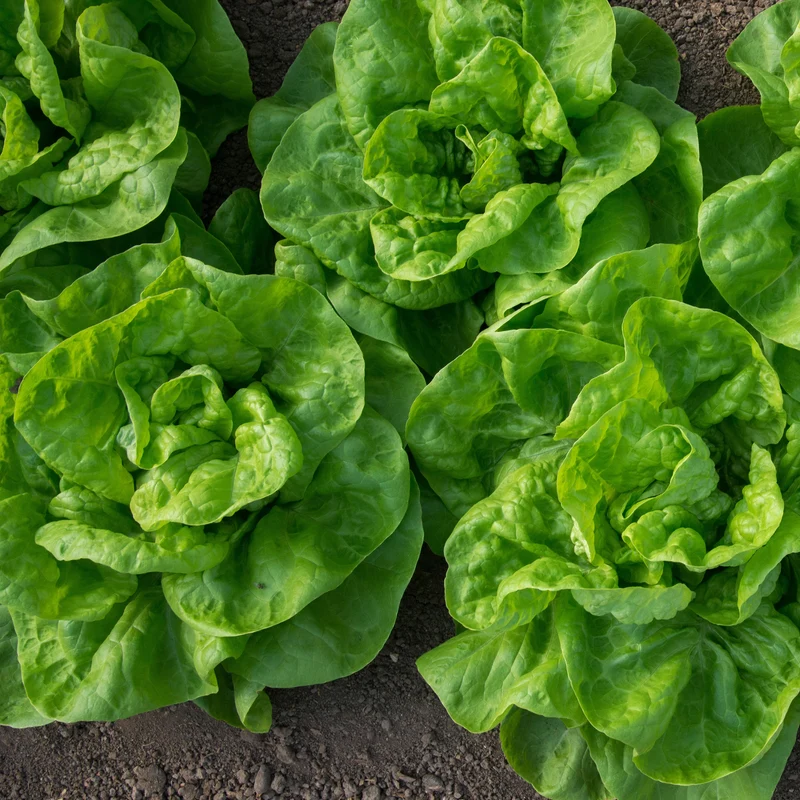 6 Plants de Laitue pommée Novappia