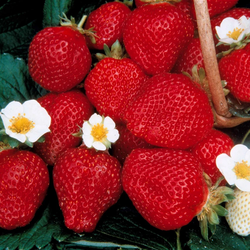 Collection de 60 fraises de 6 mois : Mara des Bois, Maestro, Gariguette