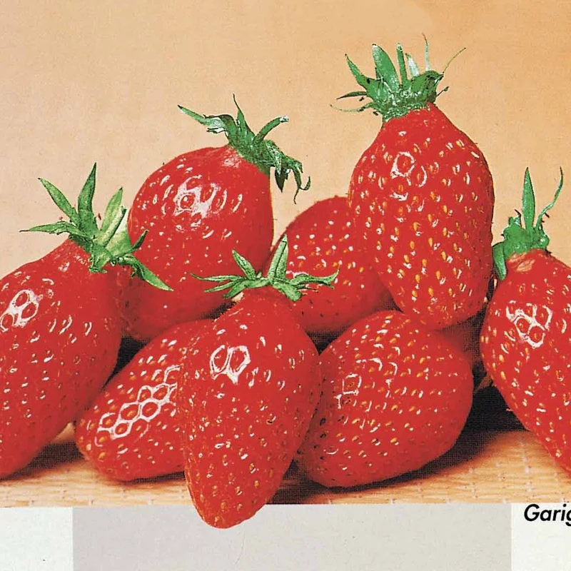 Collection de 60 fraises de 6 mois : Mara des Bois, Maestro, Gariguette