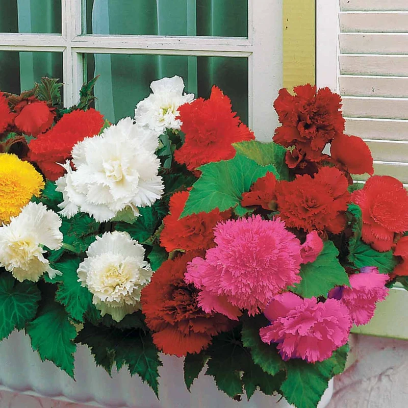 25 Bégonias à grandes fleurs en mélange