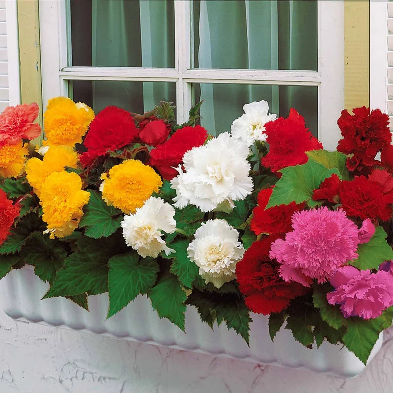 25 Bégonias à grandes fleurs en mélange