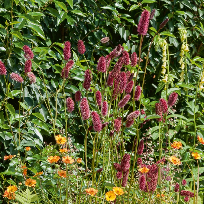 Pimprenelle - Sanguisorbe officinale