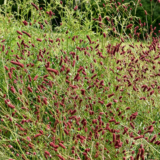 Pimprenelle - Sanguisorbe officinale