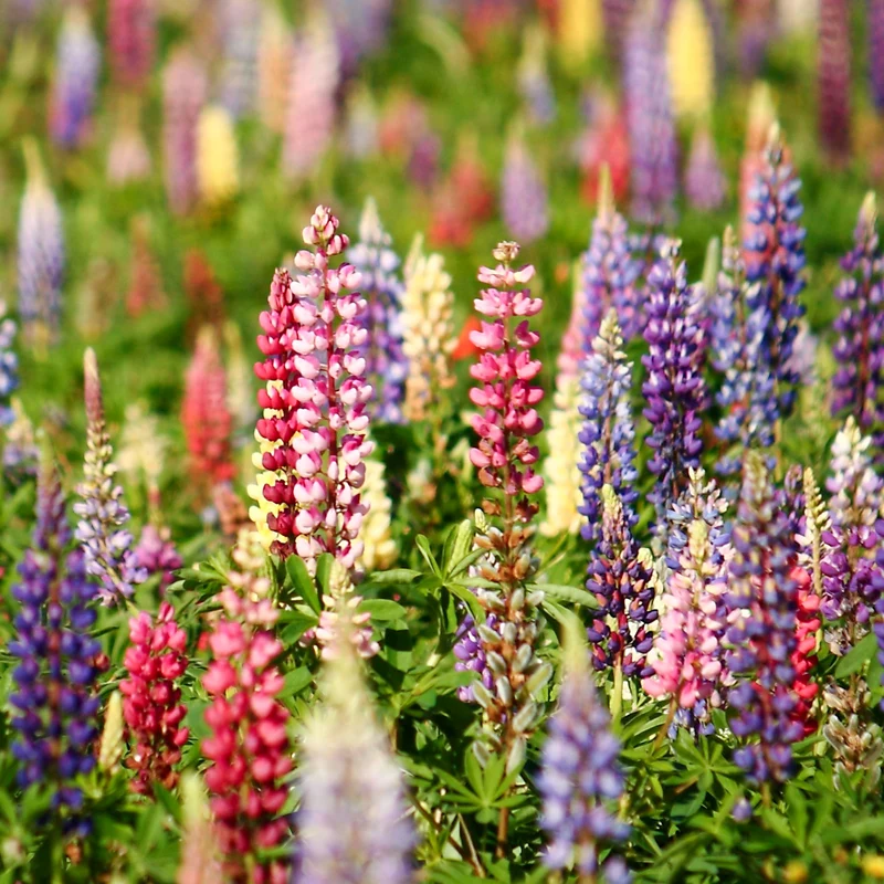 Lupins en mélange