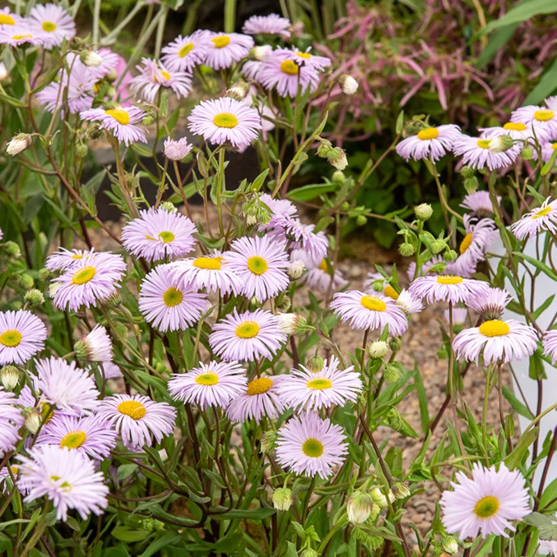 Vergerette Quakeress - Erigeron