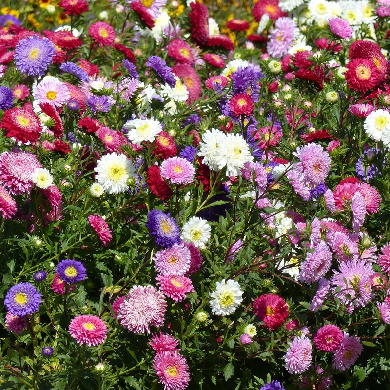 Reine-marguerite Super Princesse en mélange