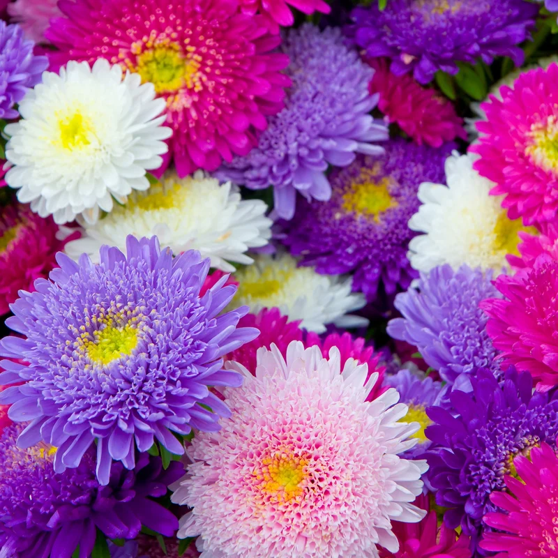 Reine-marguerite Super Princesse en mélange