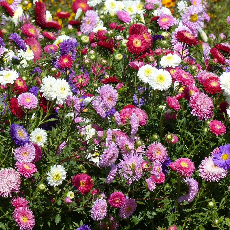Reine-marguerite Super Princesse en mélange