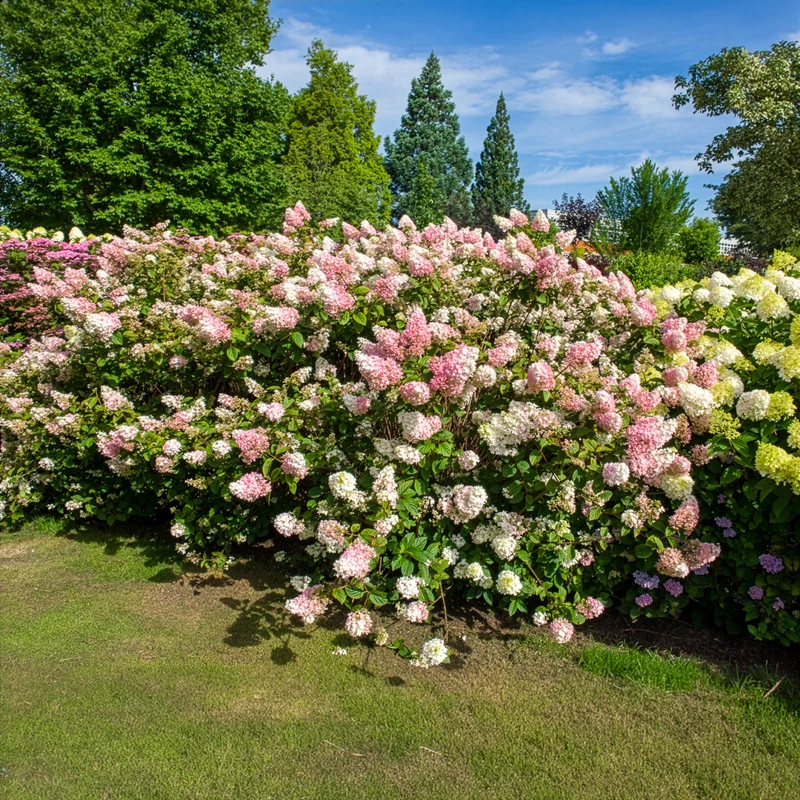 Hortensia paniculé SUNDAE FRAISE® Rensun