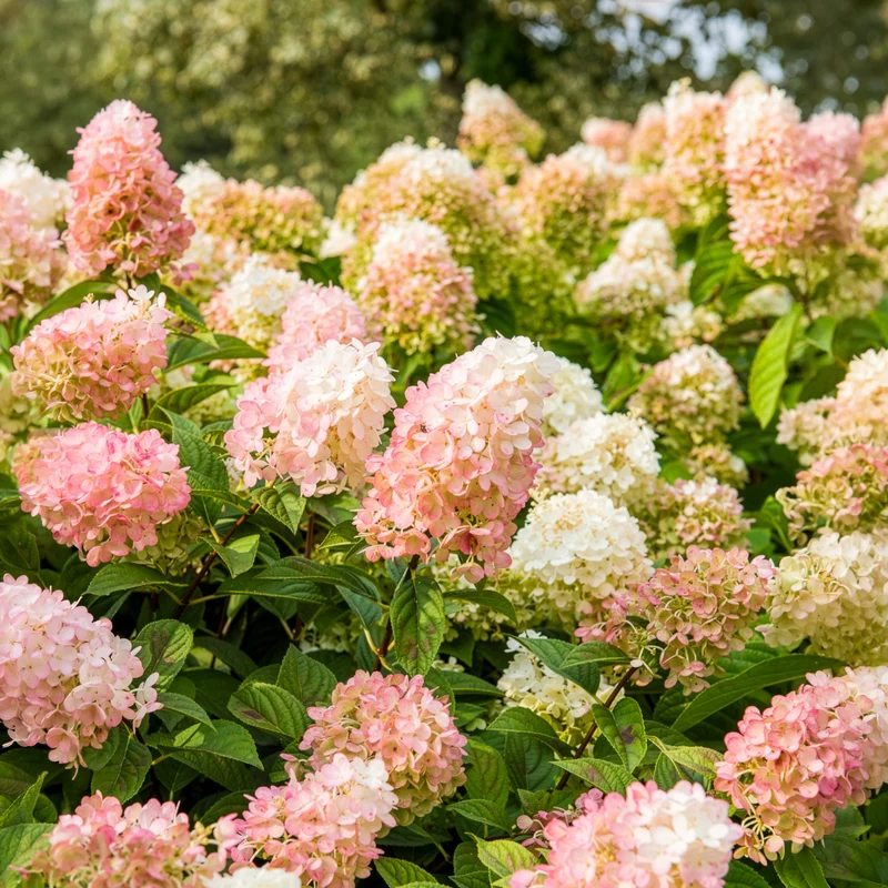 Hortensia paniculé SUNDAE FRAISE® Rensun
