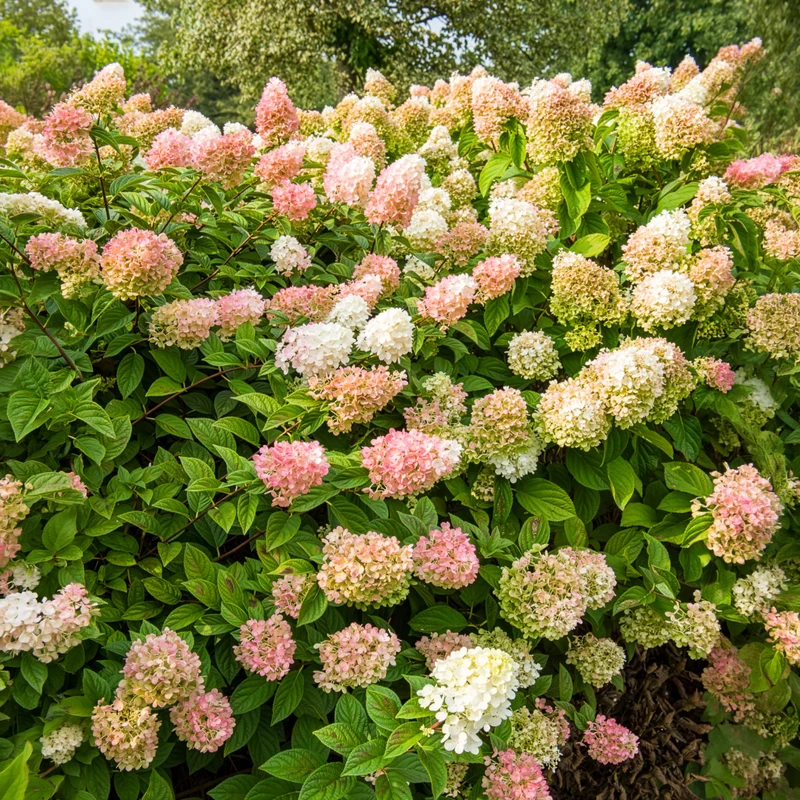 Hortensia paniculé SUNDAE FRAISE® Rensun