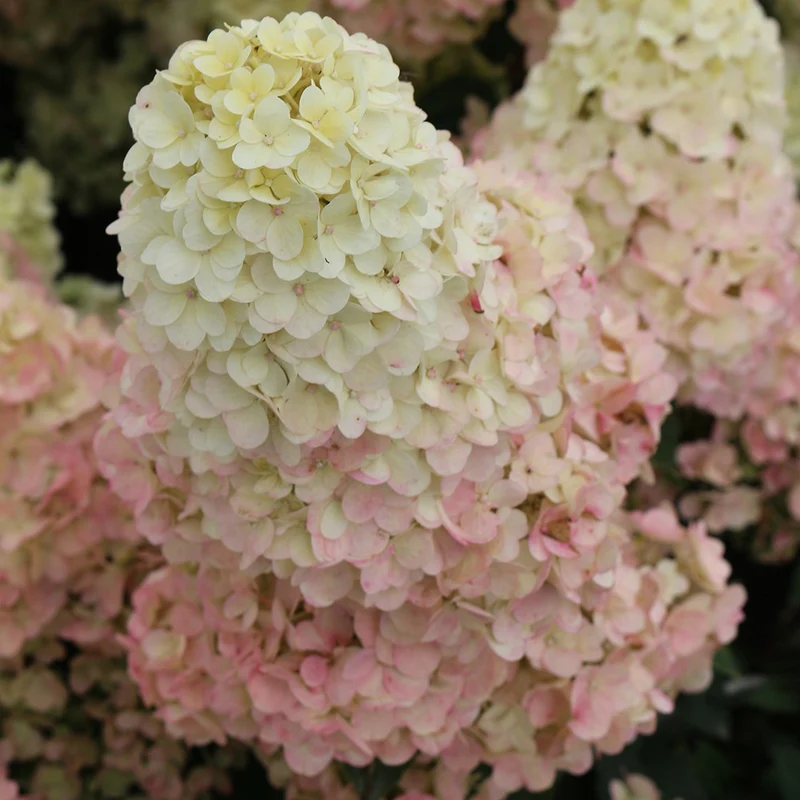 Hortensia paniculé SUNDAE FRAISE® Rensun