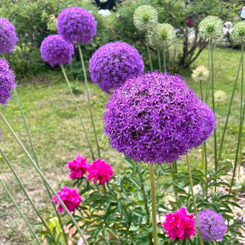 Allium Gladiator