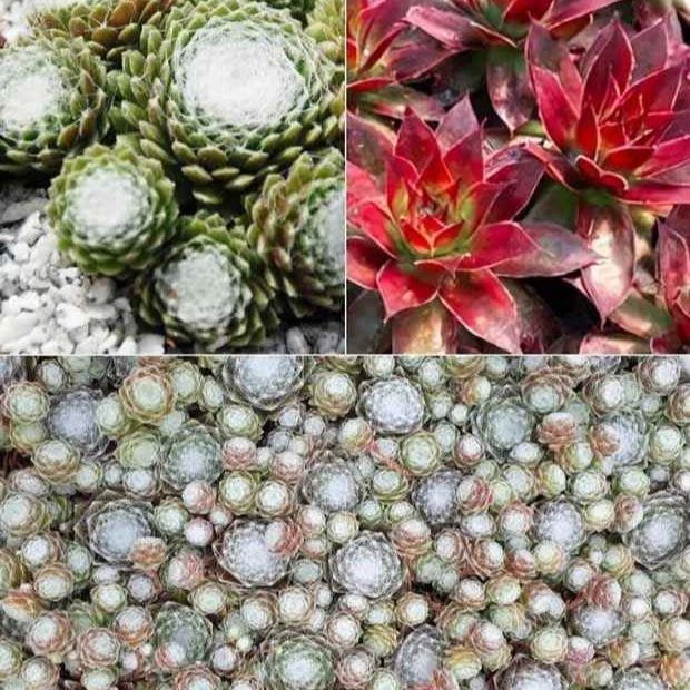 Joubarbe Chick Charms® - Sempervivum