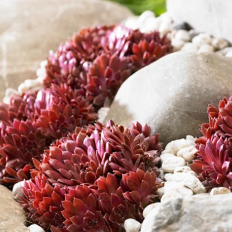 Joubarbe Chick Charms® - Sempervivum