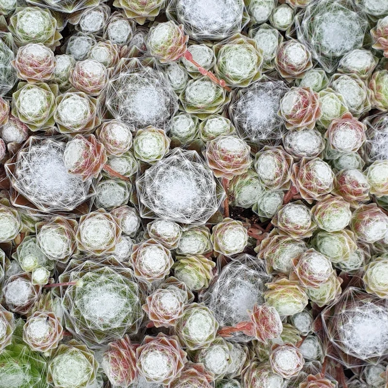 Joubarbe Chick Charms® - Sempervivum