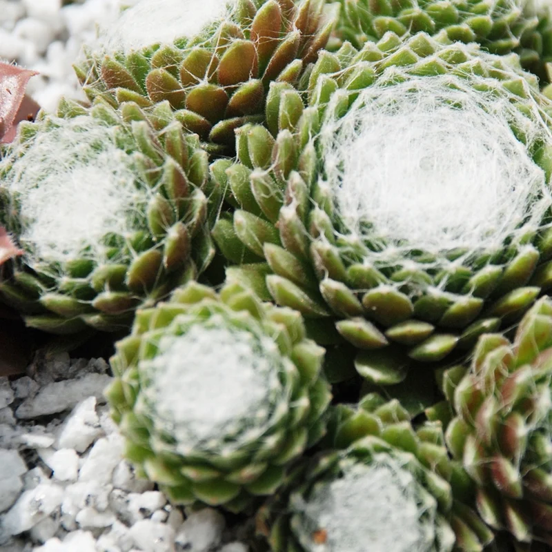 Joubarbe Chick Charms® - Sempervivum