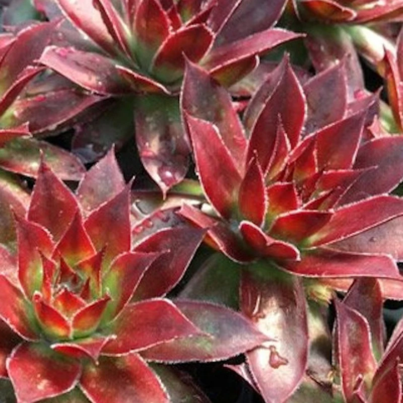 Joubarbe Chick Charms® - Sempervivum