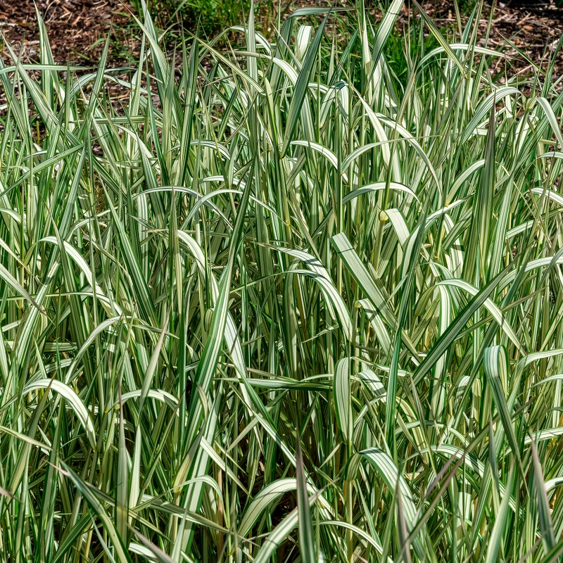 Phalaris panaché Feesey - Baldingère faux-roseau