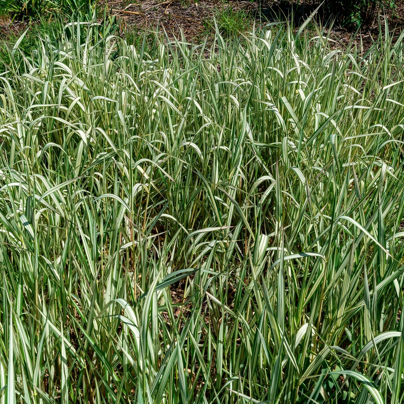 Phalaris panaché Feesey - Baldingère faux-roseau