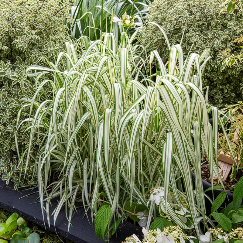 Phalaris panaché Feesey - Baldingère faux-roseau