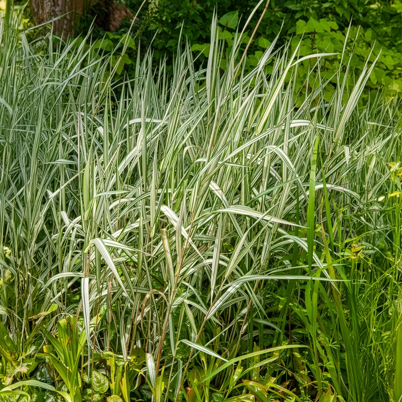 Phalaris panaché Feesey - Baldingère faux-roseau