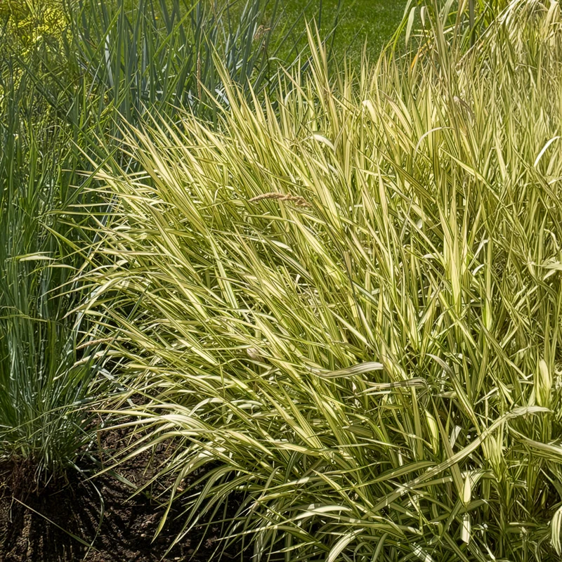 Phalaris panaché Feesey - Baldingère faux-roseau