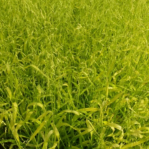 Milium effusum Aureum