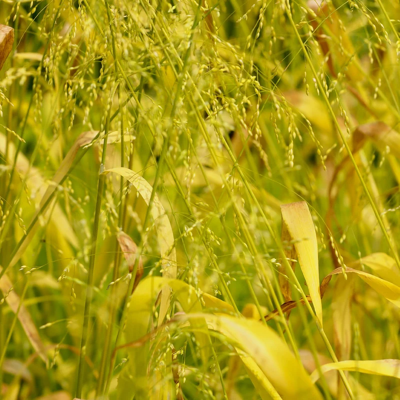 Milium effusum Aureum
