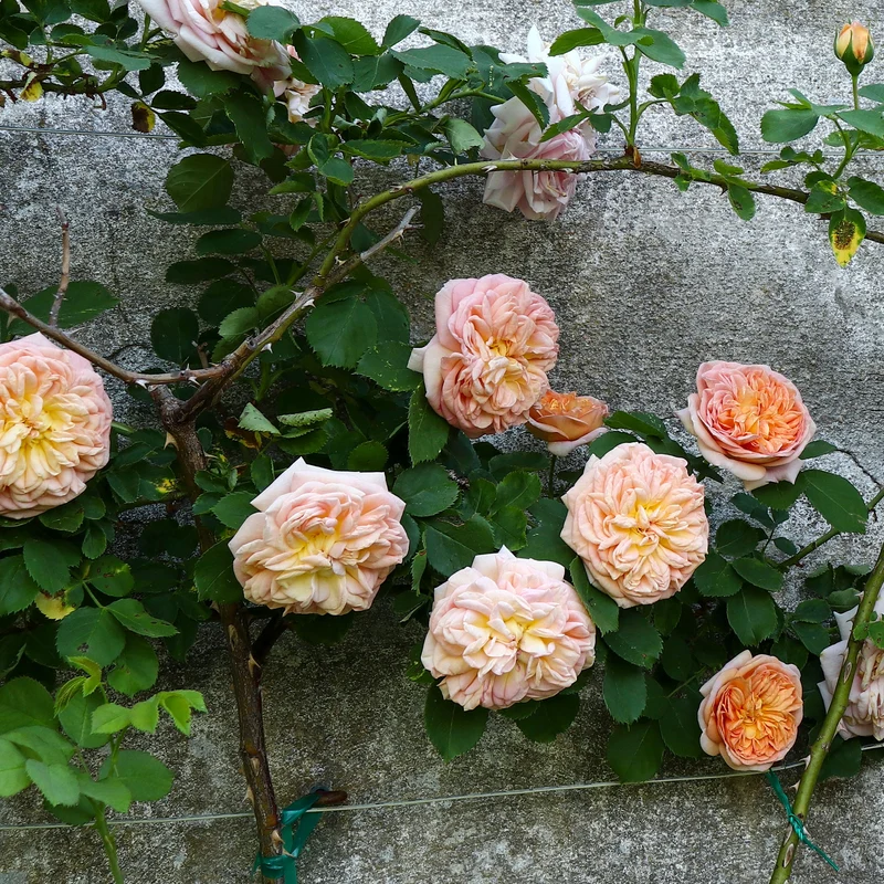 Rosier grimpant Gloire de Dijon