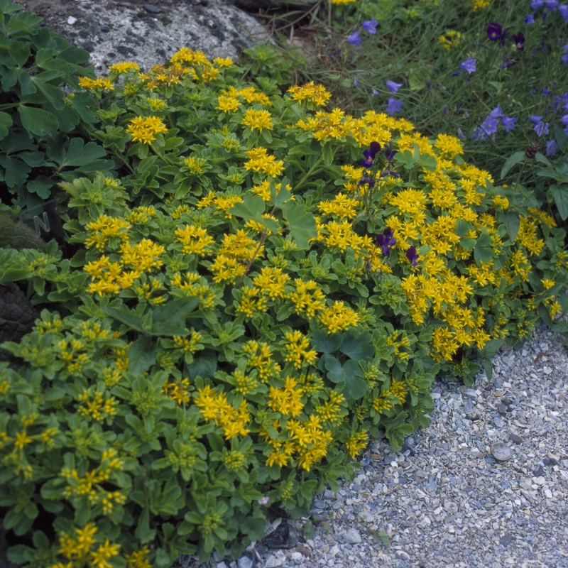 Sedum du Kamtschaka