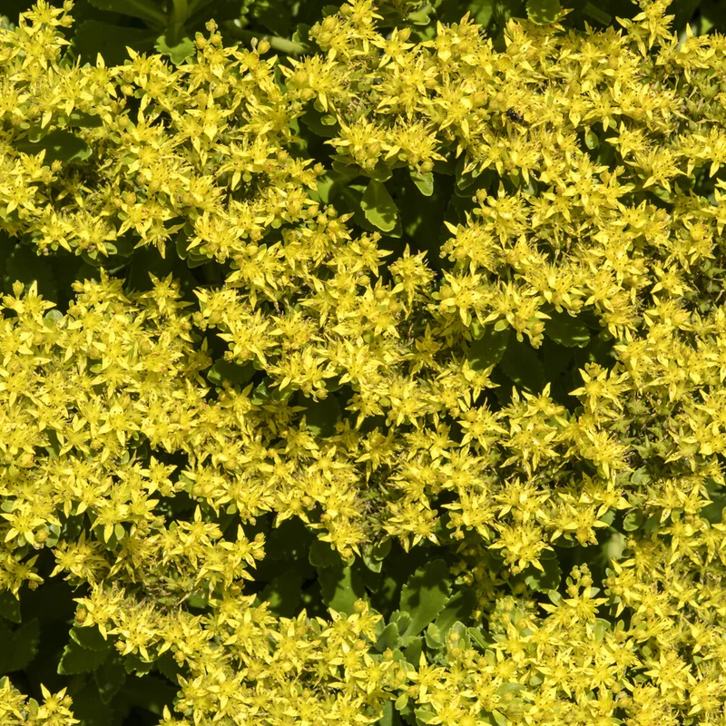 Sedum du Kamtschaka