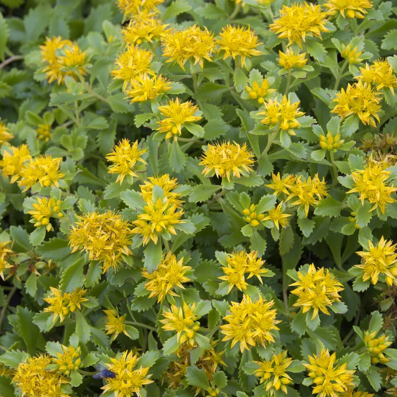 Sedum du Kamtschaka